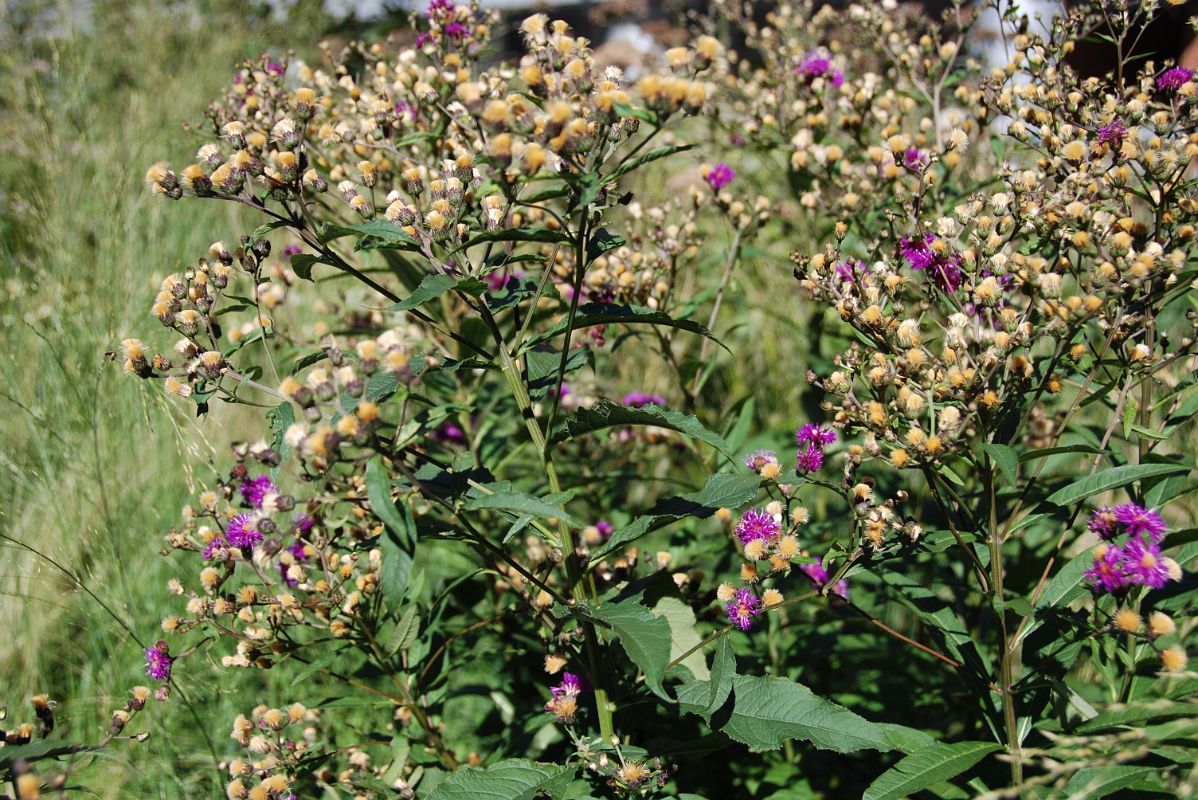 14 Flowers And Plants On New York High Line Near W 16 St 